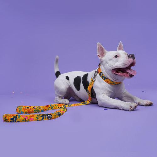 DearPet Blooming Yellow Dog Collar