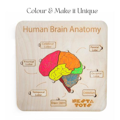 NESTA TOYS - Human Brain Anatomy Puzzle | DIY Coloring Activity (13 Pieces)