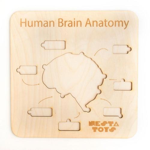 NESTA TOYS - Human Brain Anatomy Puzzle | DIY Coloring Activity (13 Pieces)