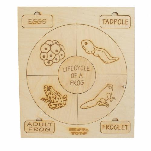 Life Cycle Puzzles | Coloring Activity (36 Pcs)- Frog, Plant, Chicken & Butterfly