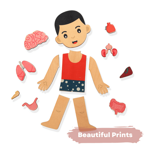 Human Body | Internal Organs Wooden Puzzle