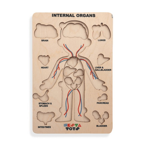 Human Body | Internal Organs Wooden Puzzle