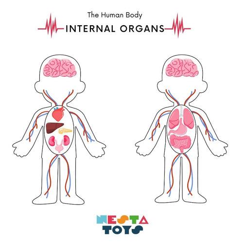 Human Body | Internal Organs Wooden Puzzle