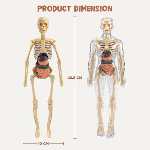 NHR 3D Human Body Model for Kids , Fully Transparent Body With 29 Pcs Anatomy Figure (Multicolor)