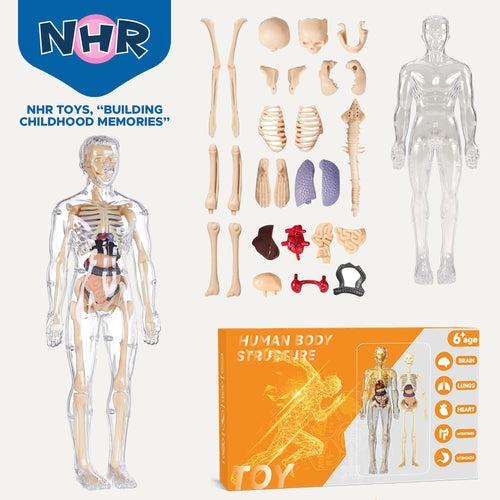 NHR 3D Human Body Model for Kids , Fully Transparent Body With 29 Pcs Anatomy Figure (Multicolor)