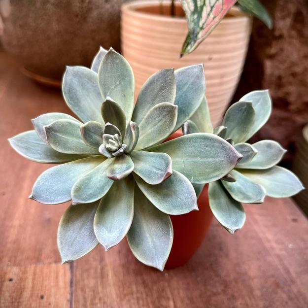 Echeveria Succulent Masterclass