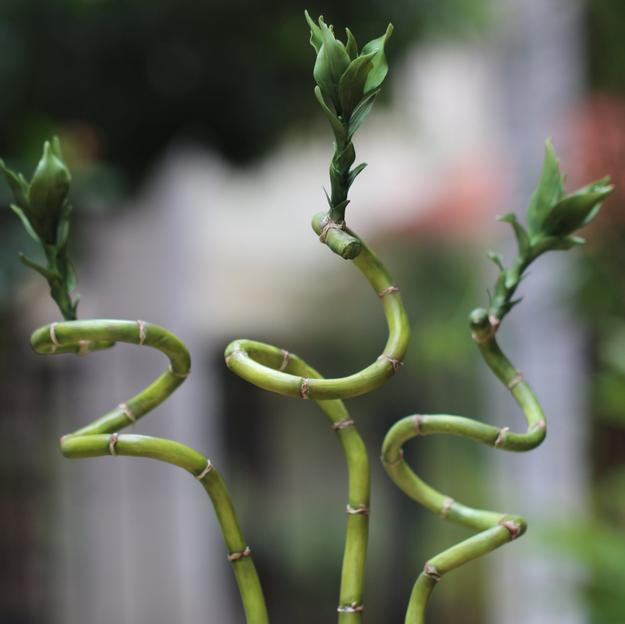 Spiral Bamboo Masterclass