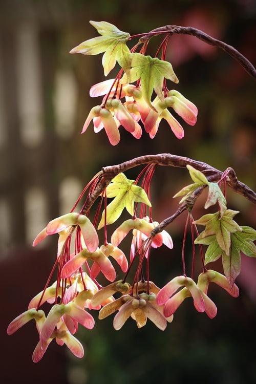 Japanese Maple Seeds