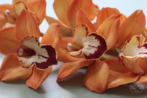 Cymbidium Orchid