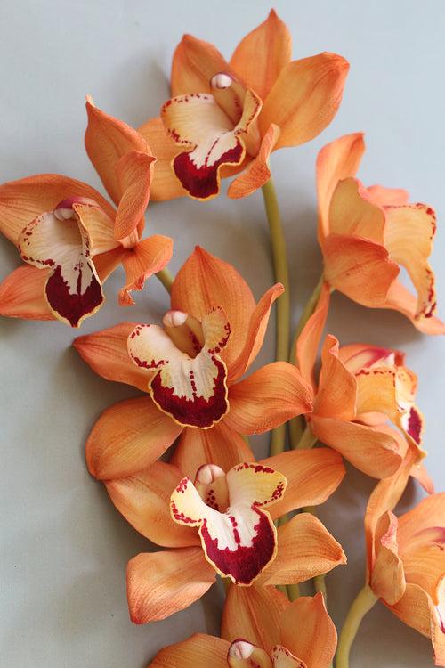 Cymbidium Orchid