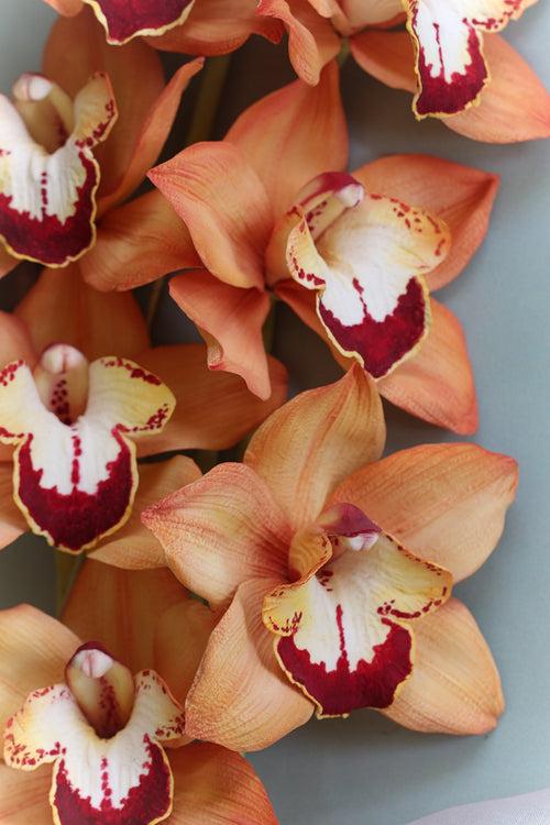 Cymbidium Orchid