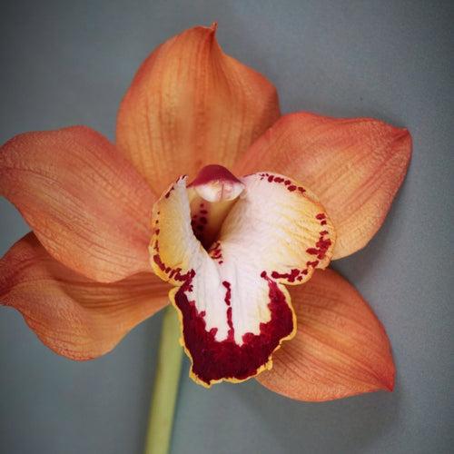 Cymbidium Orchid