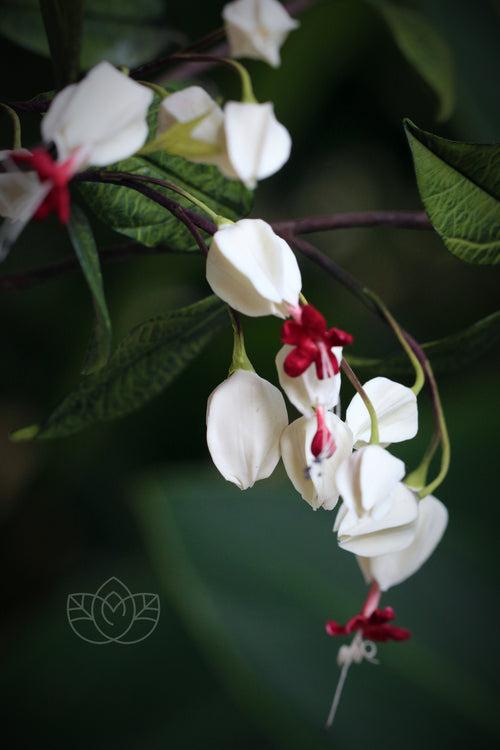 Bleeding Heart