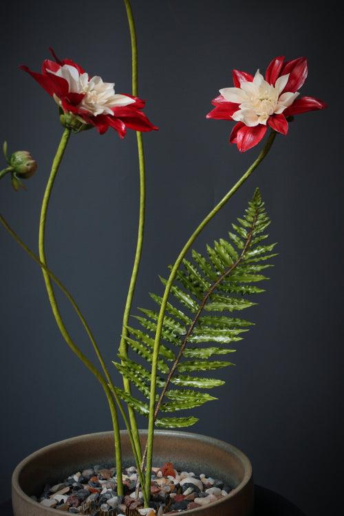 Moulin Rouge Dahlia