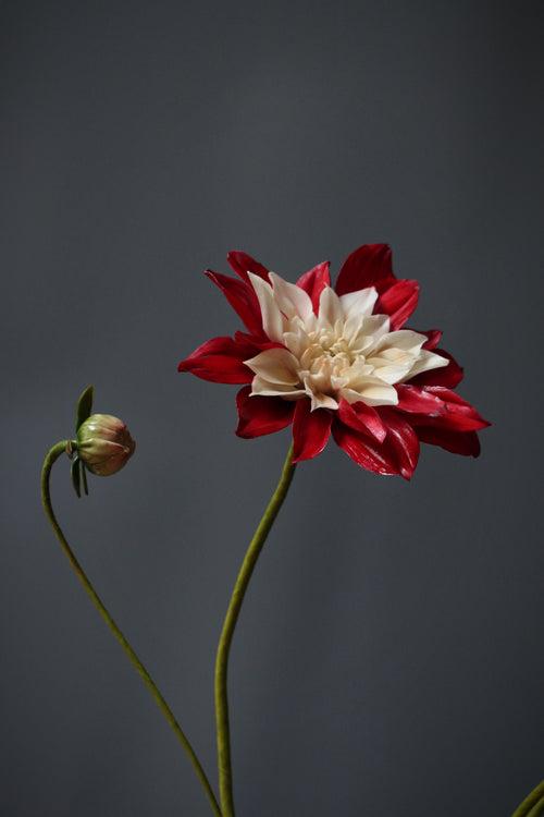 Moulin Rouge Dahlia