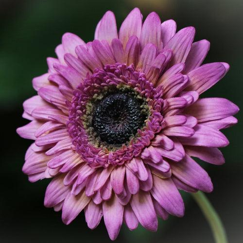 Gerbera