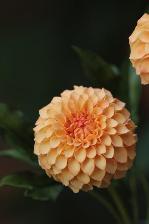 Pom Pom Dahlia