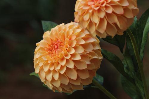 Pom Pom Dahlia