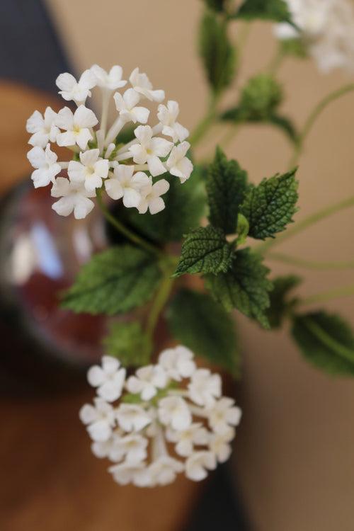 Lantanas