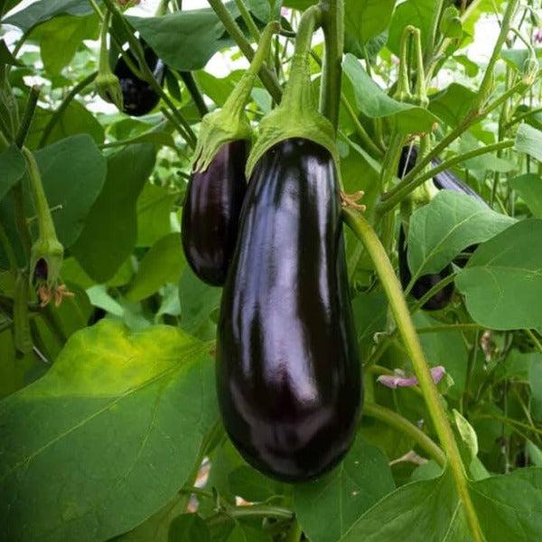 Black Oval Vazhuthana Brinjal Seed