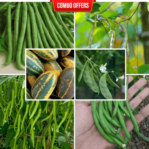 6 in 1 Vegetable Seeds Combo CM5