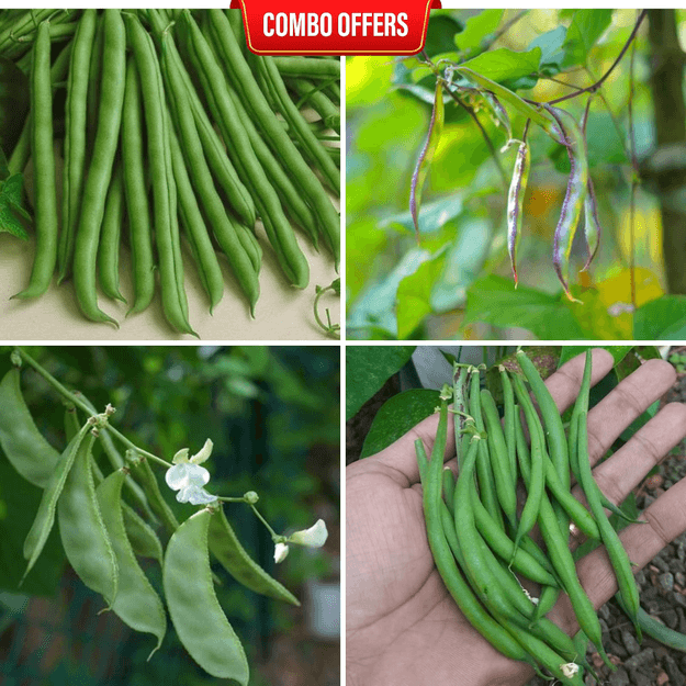 4 in 1 Vegetable Seeds Combo CM6