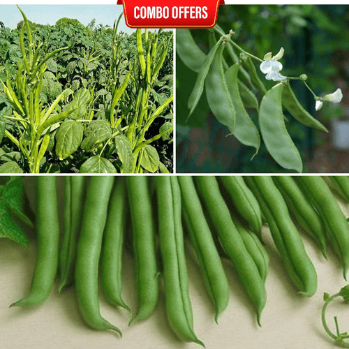 3 in 1 Vegetable Seeds Combo CM8