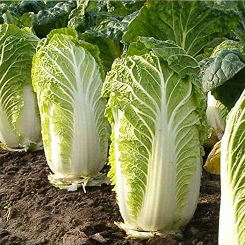 Chinese Cabbage Seeds