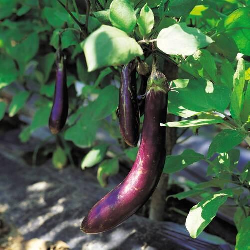 Kesav Vazhuthana Seed | Hybrid Violet Long Brinjal