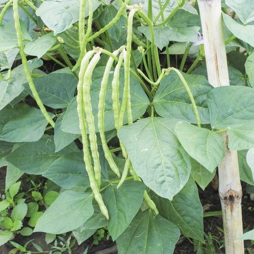 White Kutti Payar Seeds ( Samrudhi )