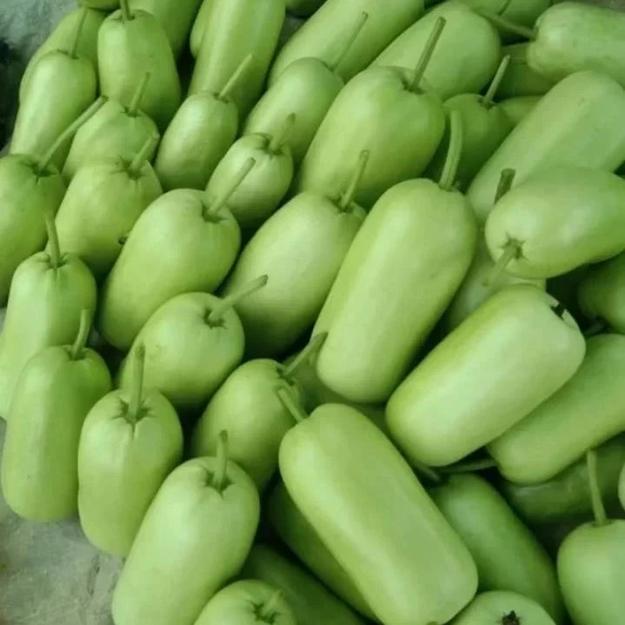 Balwant Churaka Seeds | Bottle Gourd Seeds