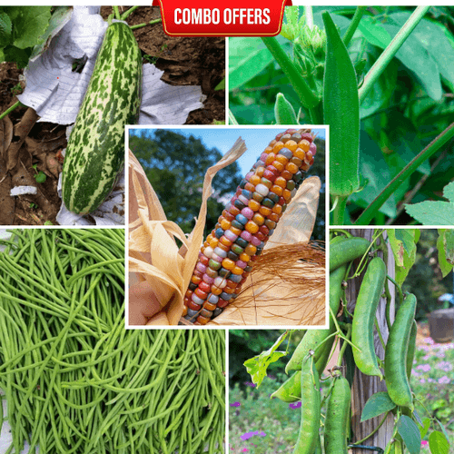 5 in 1 Vegetable Seeds Combo CM12