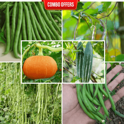 6 in 1 Vegetable Seeds Combo CM13