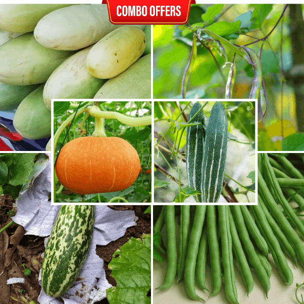 6 in 1 Vegetable Seeds Combo CM14