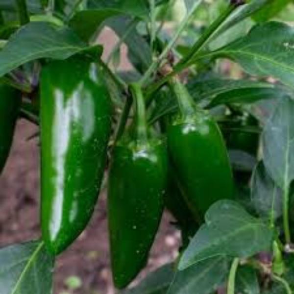 Royal Bullet Mulaku  | Chilly Seeds