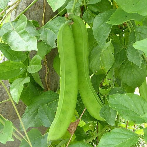 Kutti Valari Payar White Seeds | Sword Beans