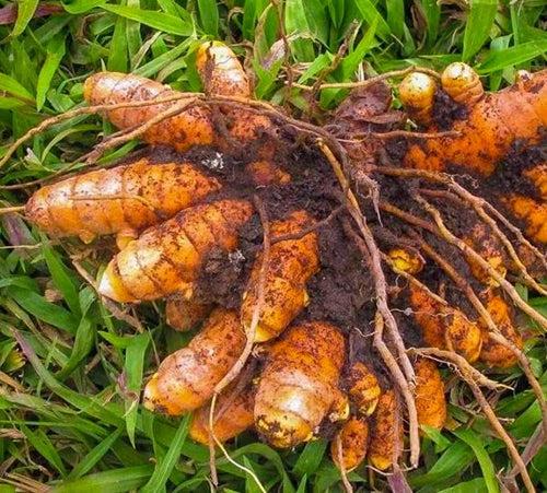 Manjal Vithu | Turmeric Roots ( 850 g )