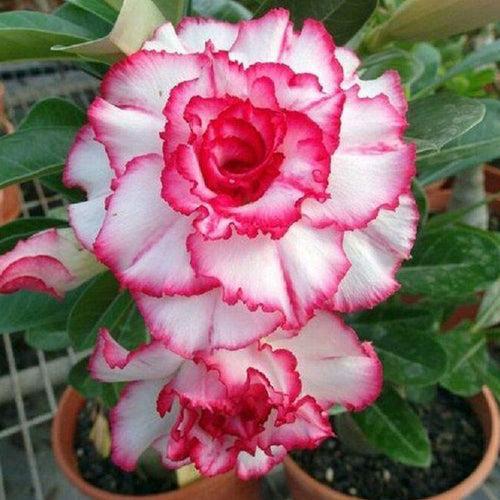 Hermosa Adenium Plant, Desert Rose AD20