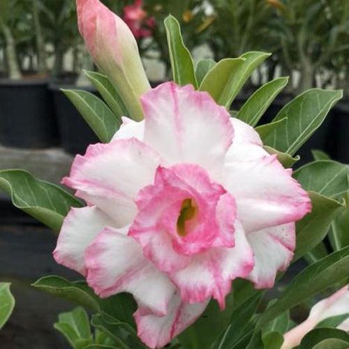 Florance Adenium Plant, Desert Rose AD36