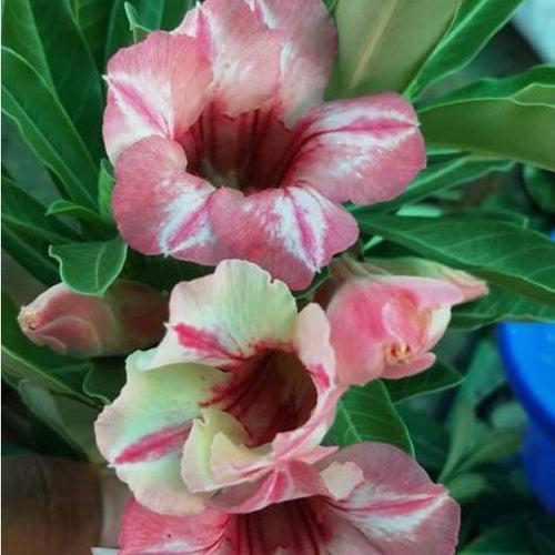 Chocolate Ice Adenium Plant, Desert Rose AD59