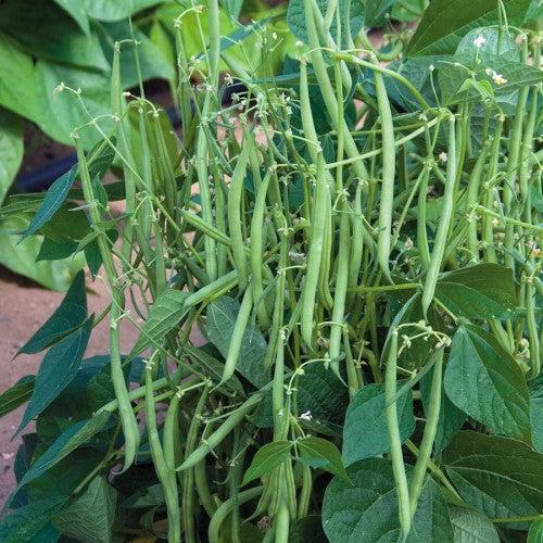 Bush Beans Seeds | Kutti Beans