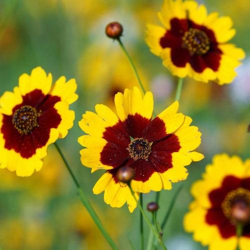 Coreopsis Tall Yellow, Hybrid Flower Seeds