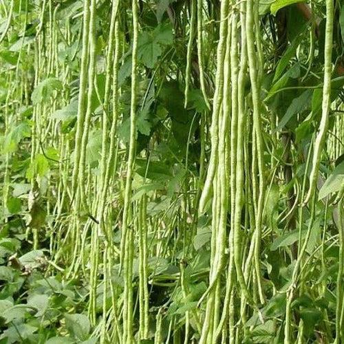 Green long Payar Seeds ( Geethika )