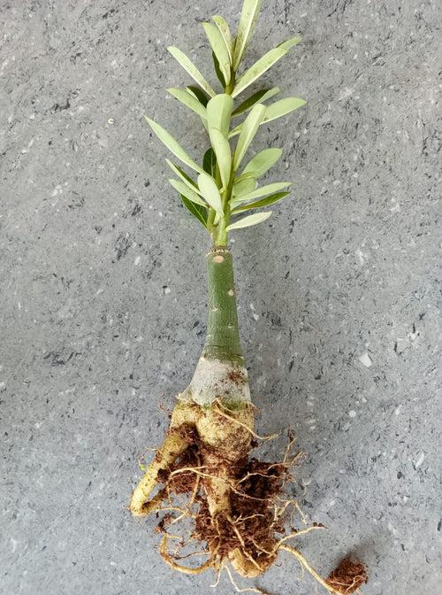 Red Head Adenium Plant, Desert Rose AD58