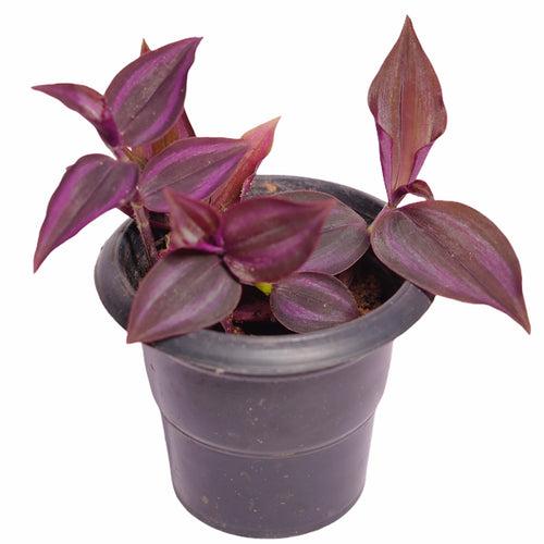 Wandering Jew Red Plant with Pot WP03