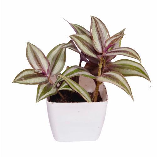 Wandering Jew White Violet Plant W01