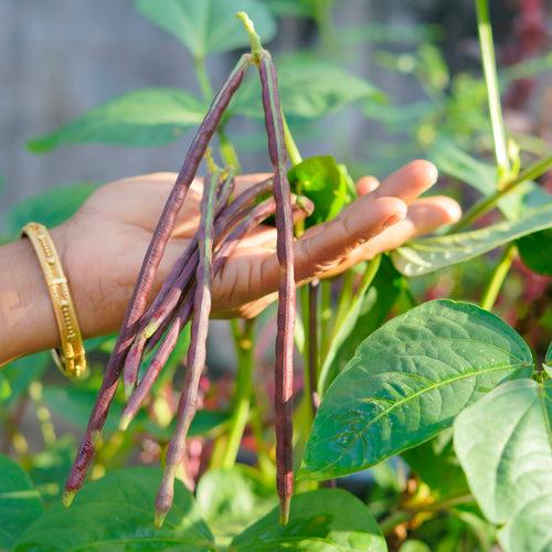 Hybrid Violet Kutti Payar Seeds | Lalima