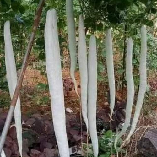 Kaumudy Padavalam Seeds | Snake Gourd