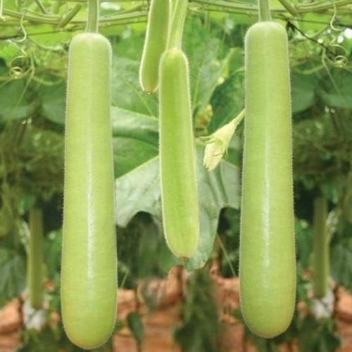 Neelan Churaka Seeds | Bottle Gourd Seeds