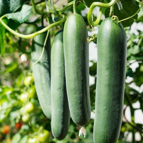 Hybrid Salad Cucumber KPCH-1 Seeds | High Yield Cucumber